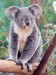 SWW_Koala_02.jpg